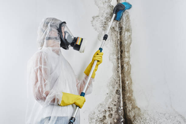 Best Residential Mold Remediation in Holyoke, CO