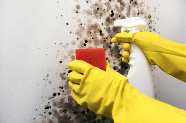 Best Preventive Mold Services in Holyoke, CO