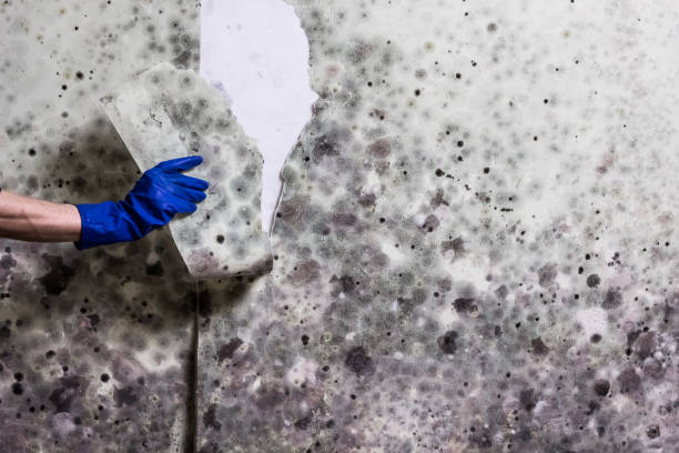 Best Mold Remediation for Specific Building Types in Holyoke, CO
